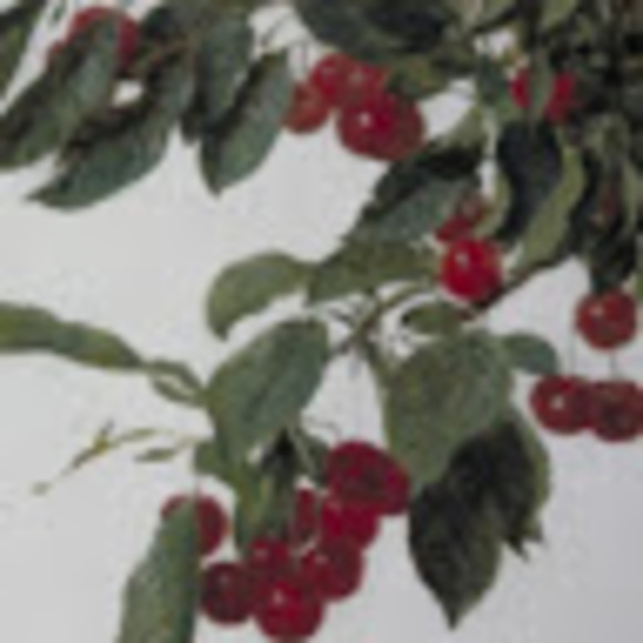 Meet your Posher, Claudia - Picture 1 of 1